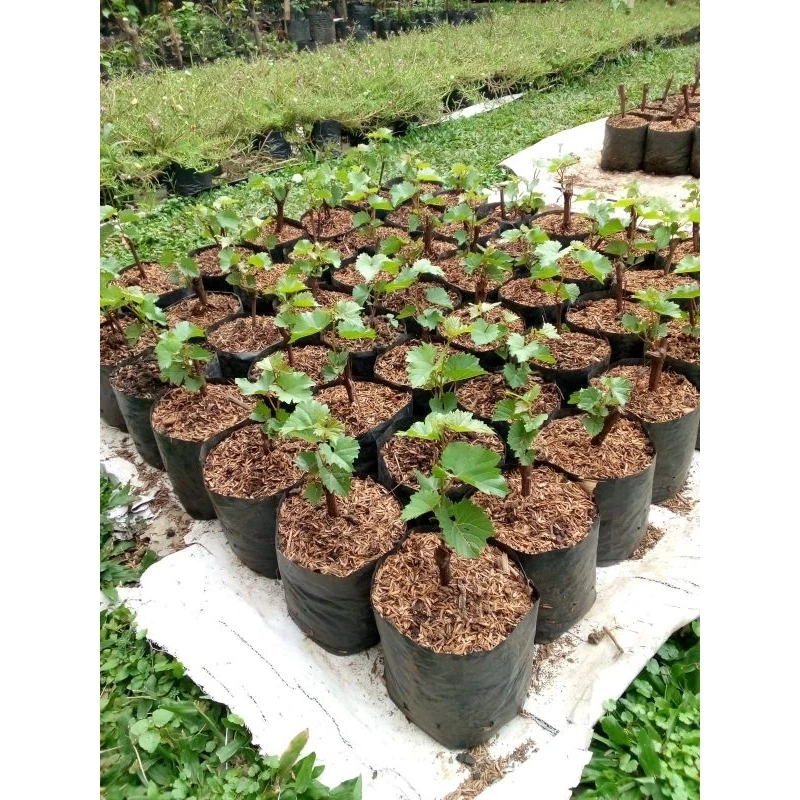 Anggur hijau..