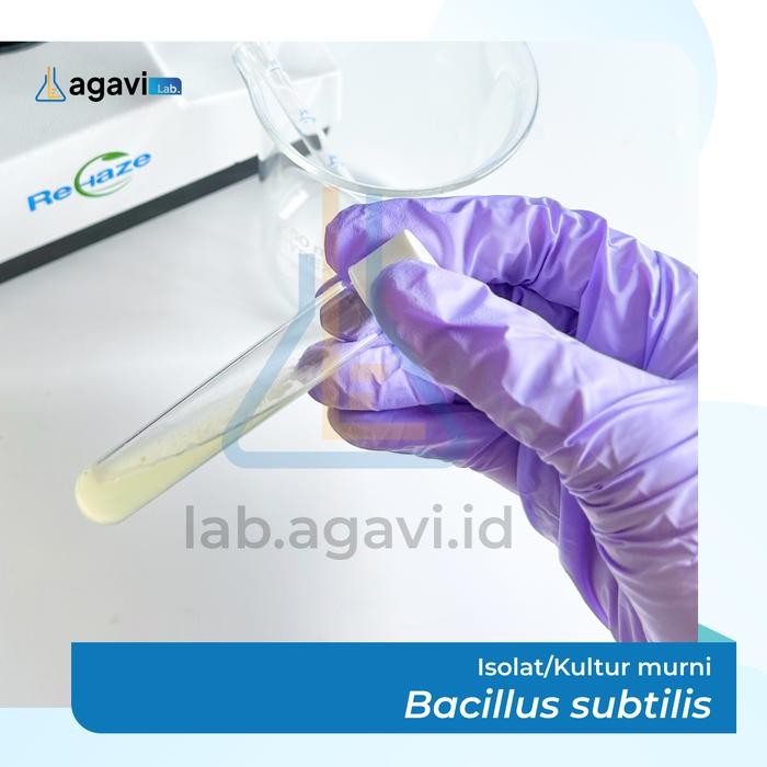 Kultur/ Isolat Muri Bacillus Substilis
