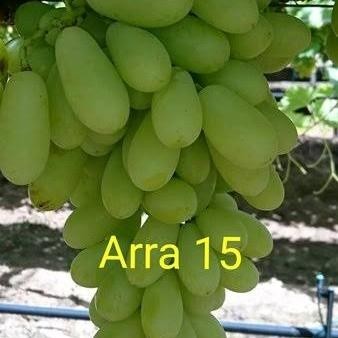 BIBIT ANGGUR IMPORT JENIS ARRA 15 VALID