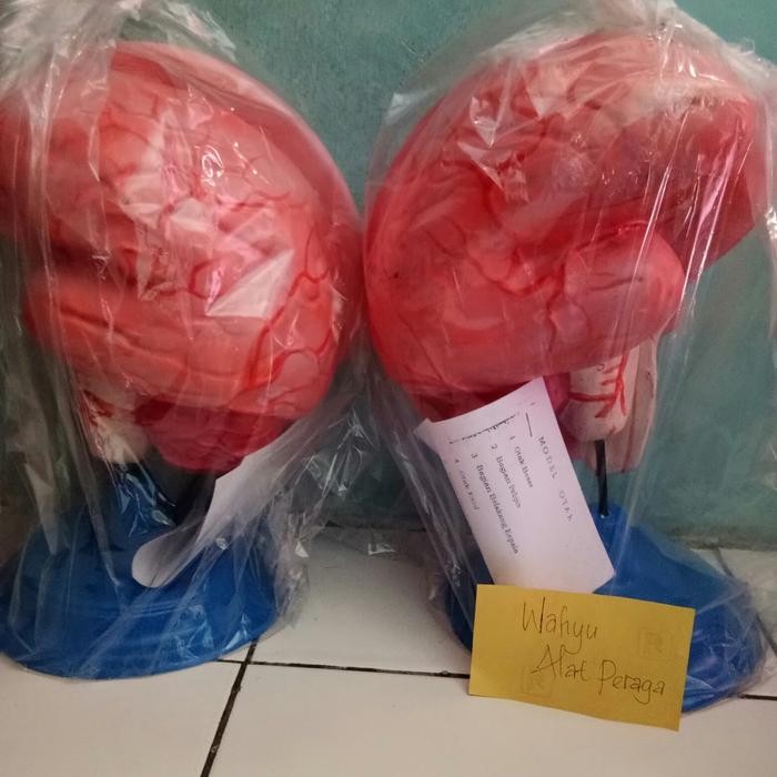Model Otak Manusia