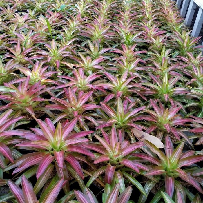ASLI..! BROMELIA TRI COLOR