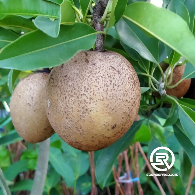 Bibit Buah Sawo Jumbo