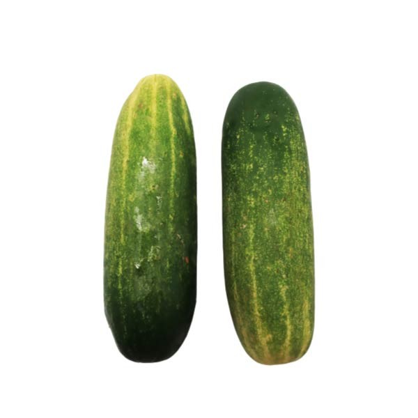 TIMUN ACAR 280-300 GR