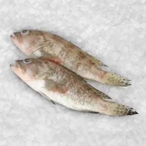 ikan kerapu