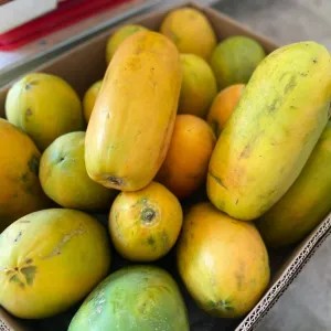 pepaya california