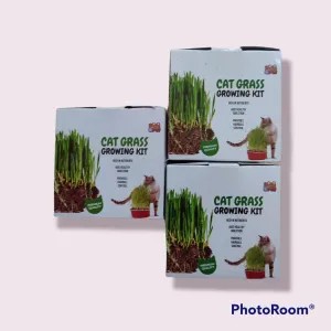cat grass (rumput kucing) 1per pack