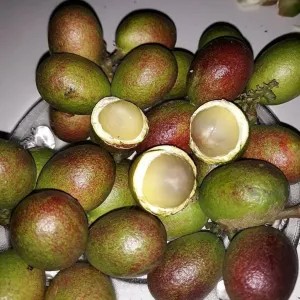 Matoa 1kg
