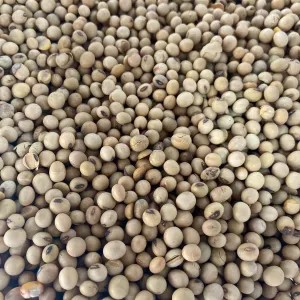 KACANG KUNING 100g