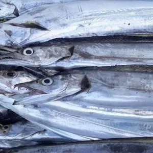 ikan layur
