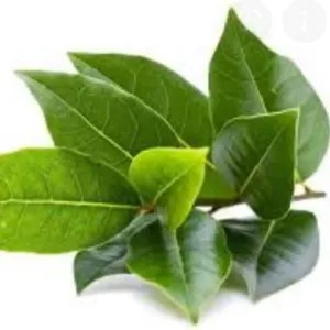 DAUN salam 1 ons