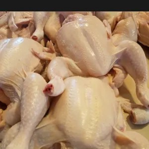 ayam broiler