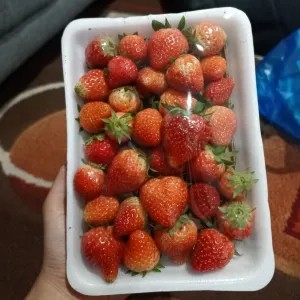 Strawberry UK besar