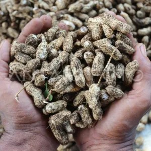kacang tanah kulit