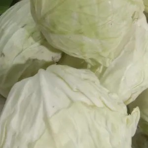 kol 500g