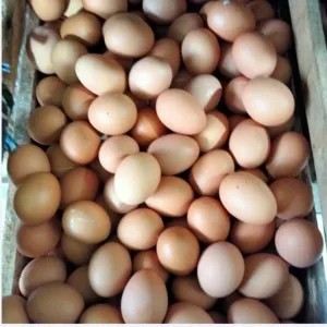Telur ayam (omega)
