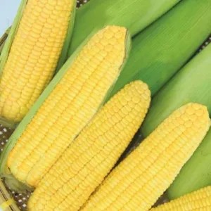 JAGUNG MADU MUDA 1per pack