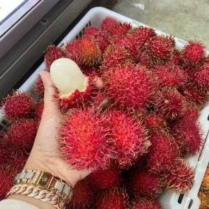 Rambutan gajah 500gr