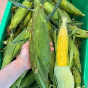 Jagung 5pcs Gratis 1pcs