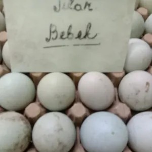 telur bebek 1per pack