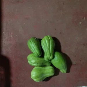 labu lalap kecil