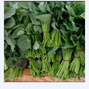 daun ubi 4 iket