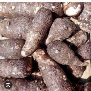 talas keladi 1kg