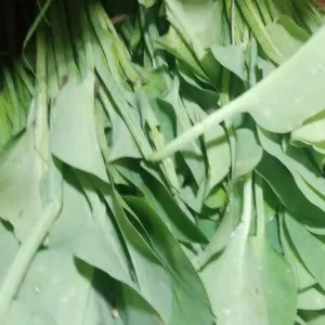 genjer daun 1 ikat
