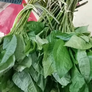 Daun popohan 1 ikat