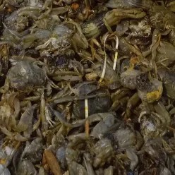 kepiting soka 250 gram