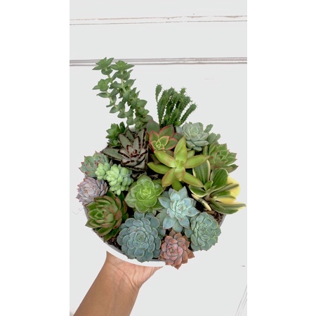 Paket Arrangement 19pcs
