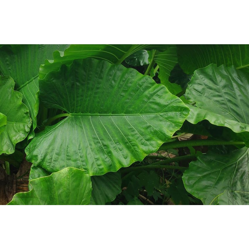 daun talas per lembar