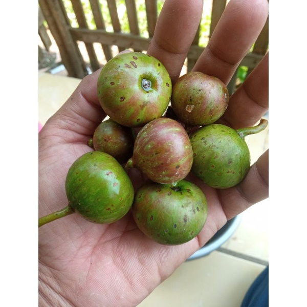 Buah loa 300gram