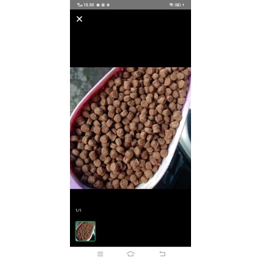 Pakan kucing cat food