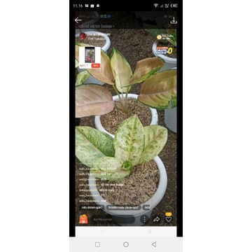 A paket aglonema