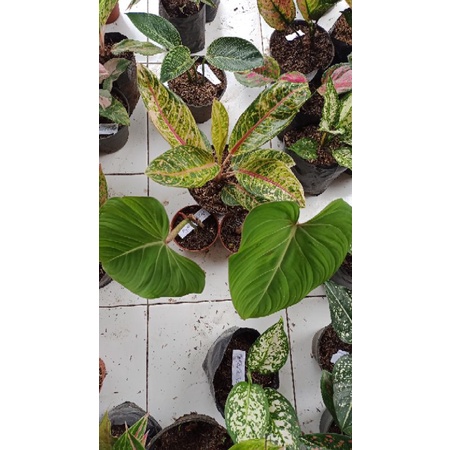 paket 3pot Tanaman