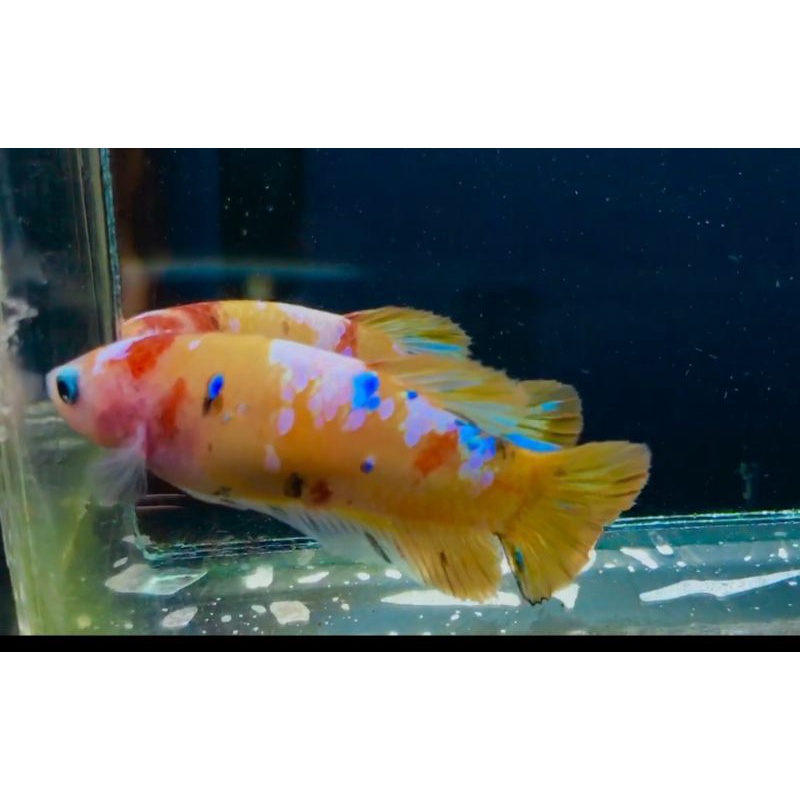 female yb, RKC, nemo coper