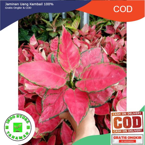 Aglonema Red Anjamani Dewasa