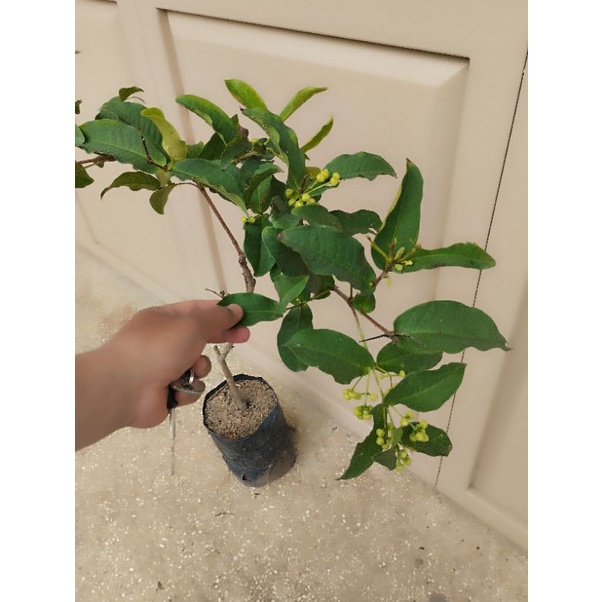 Bibit Jambu Kancing