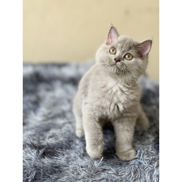 lilac lucu gemoy