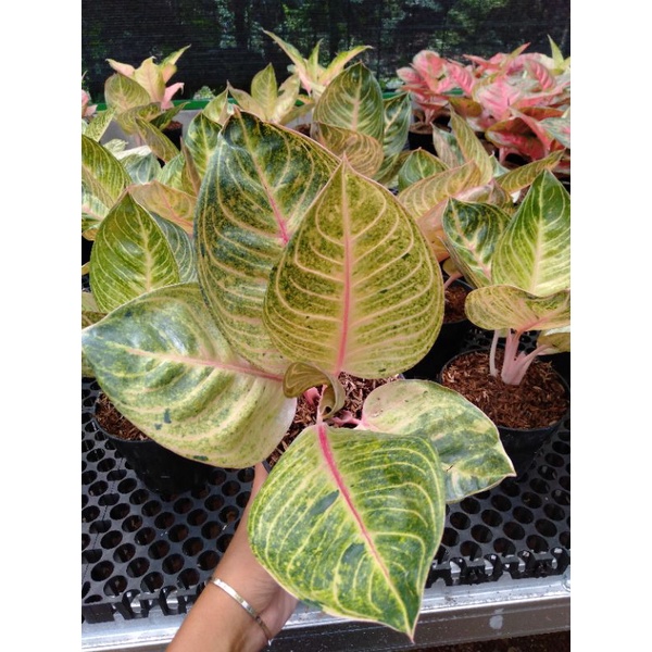Aglonema Moonlight remaja