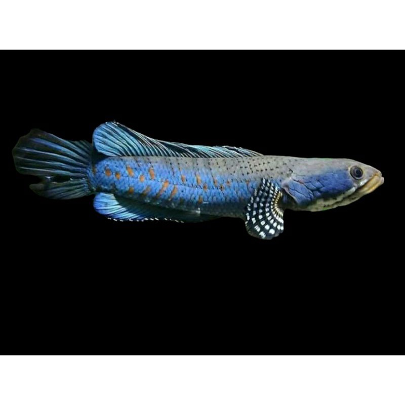 bluepurcha bahan kontes/fleering