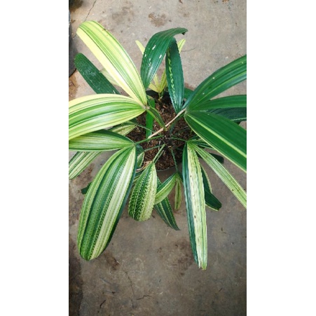 Palm Variegata