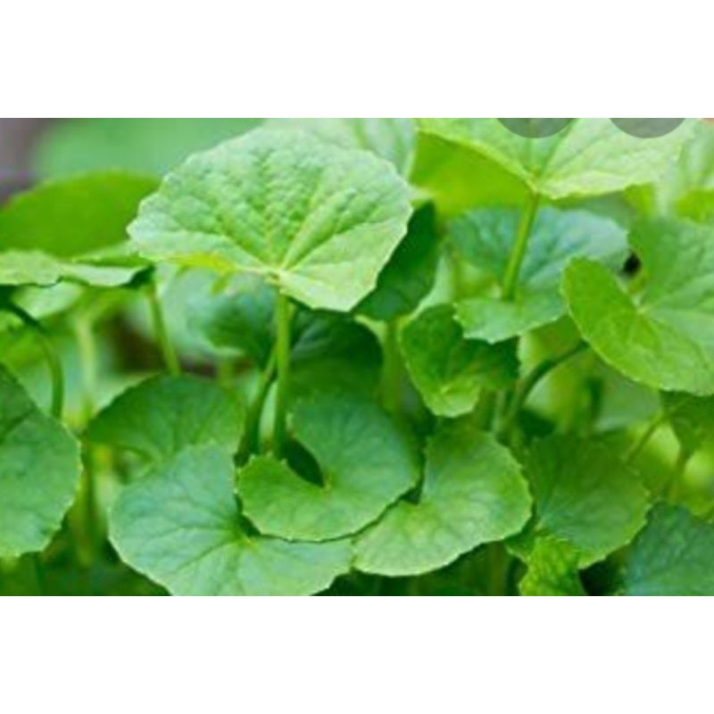 daun pegagan