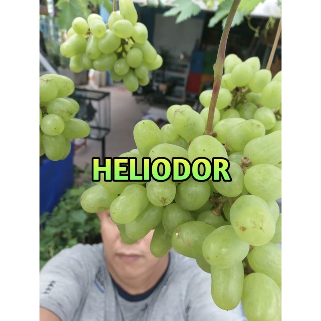 BIBIT ANGGUR IMPORT HELIODOR VALID 100%