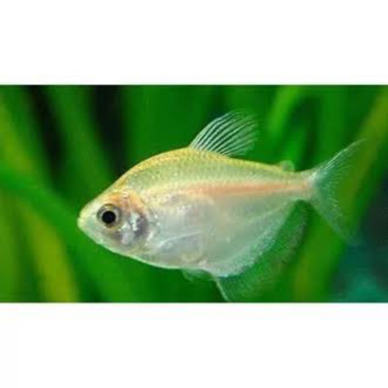 tetra glow putih murmer
