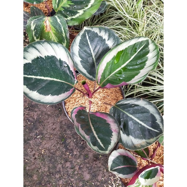 Calathea Cynthia