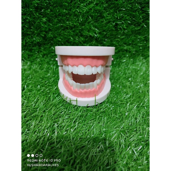 Manekin Gigi