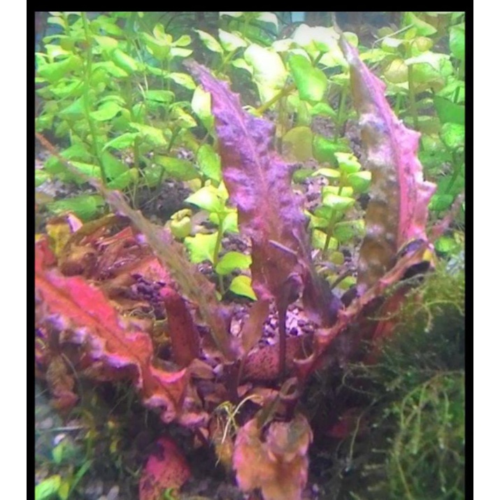 criptocoryne Florida sunset per 2 ridzoom