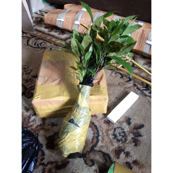 Bibit pohon cengkeh