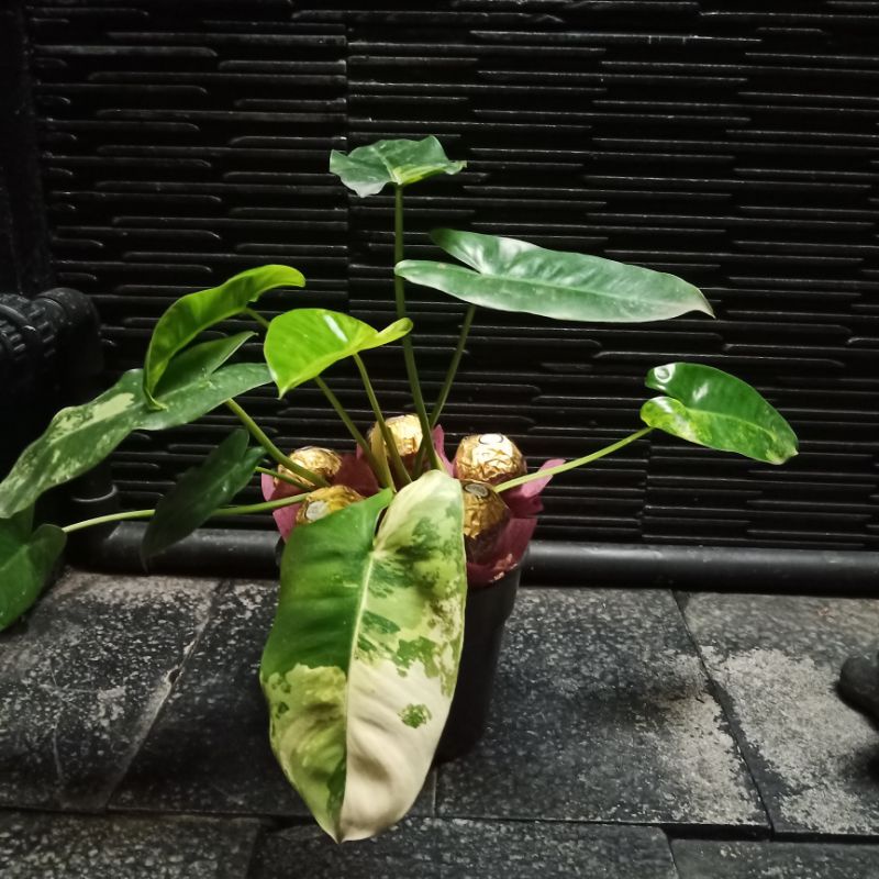 Philo Variegata Plan Rimbun Dewasa